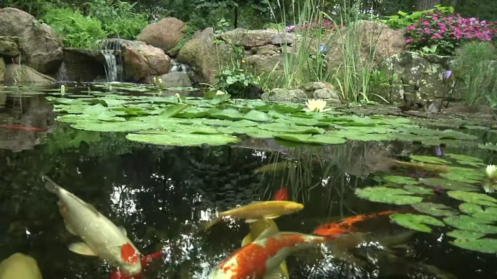 Koi fish