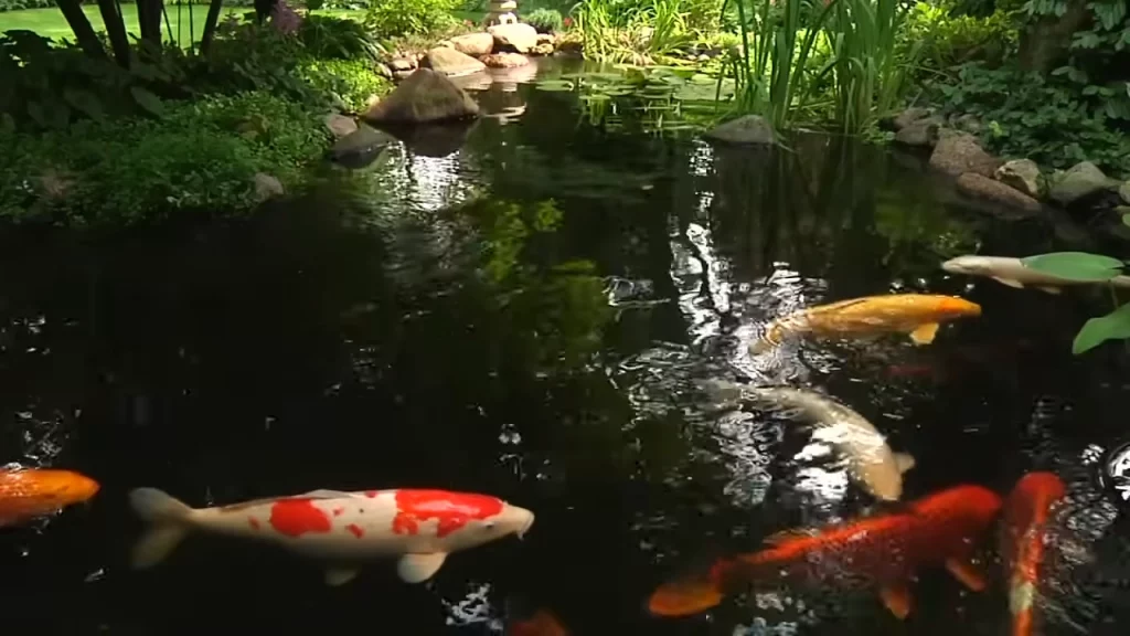 Koi fish