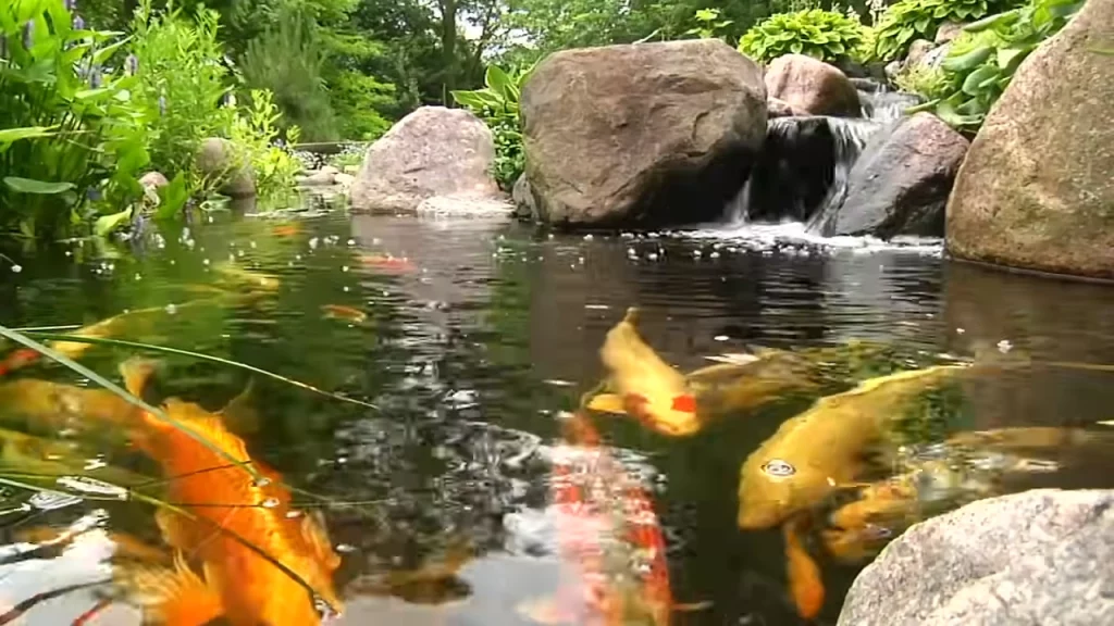 Koi fish