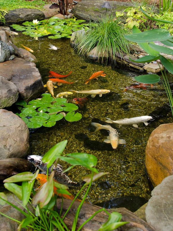 Koi fish