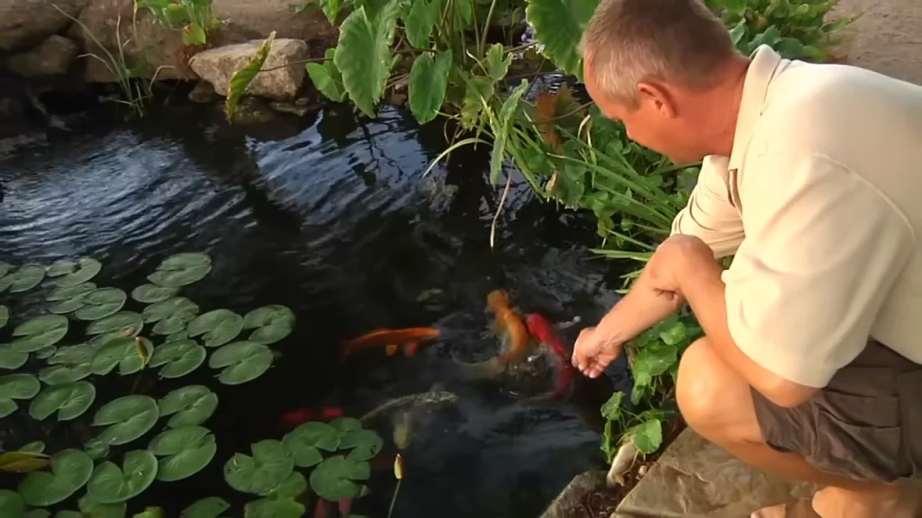 Koi fish and people