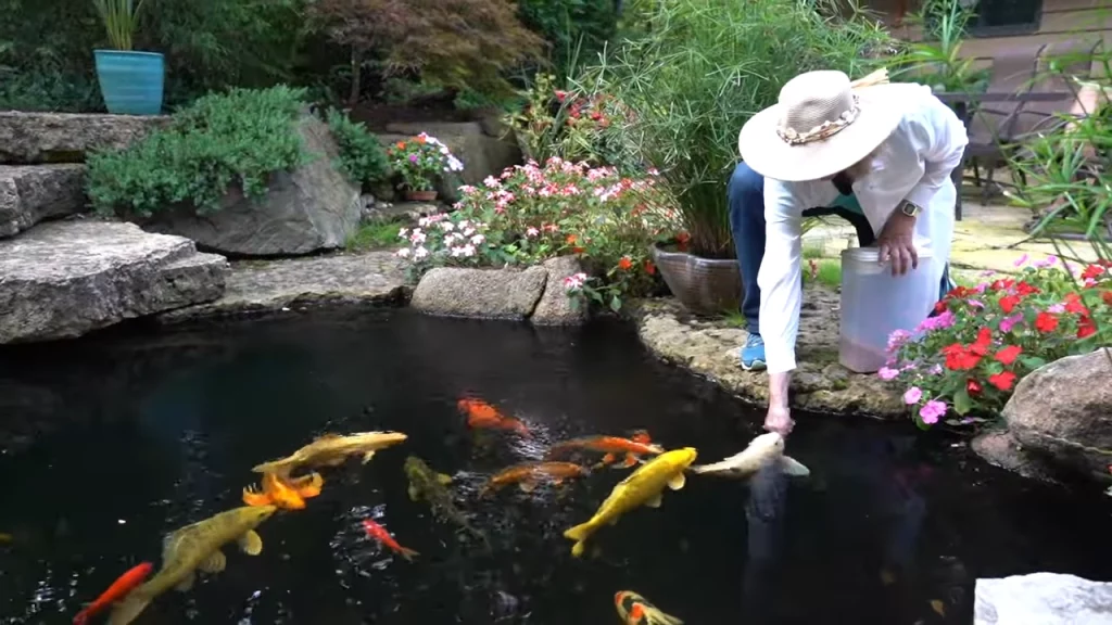 Koi fish and people