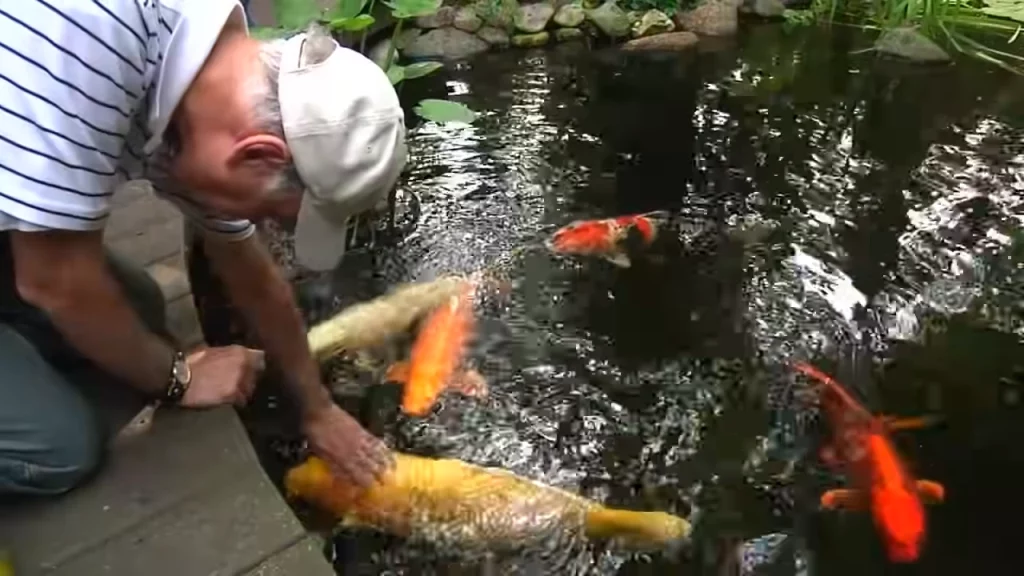Koi fish and people ()