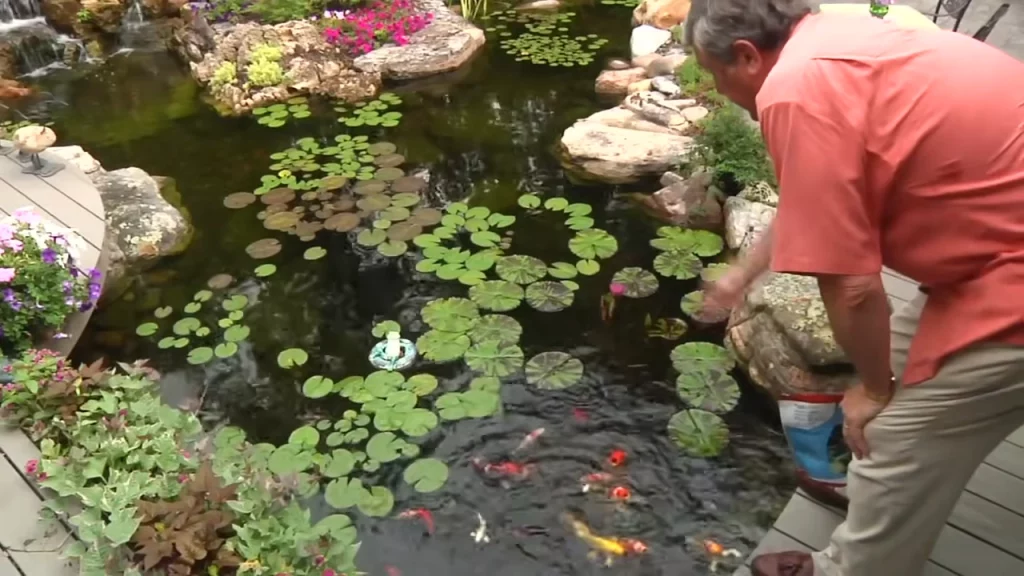 Koi fish and people