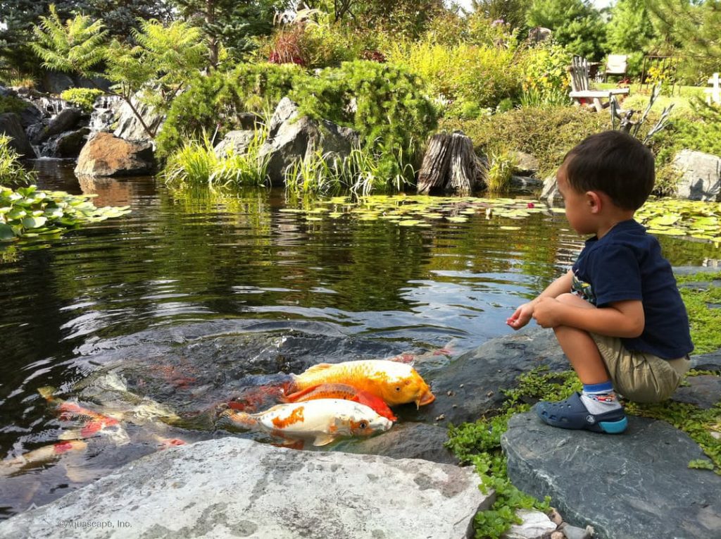 Koi fish and people