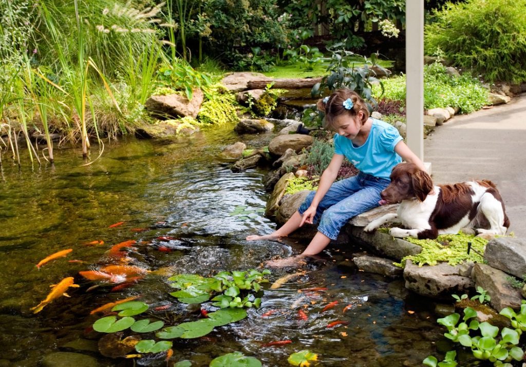 Koi fish and people