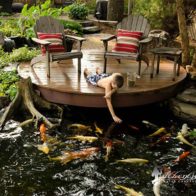 Koi fish and people