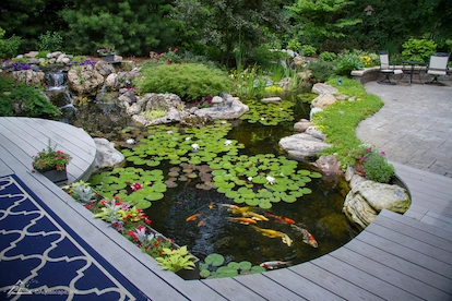 Medium pond