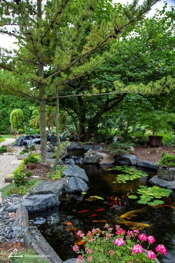 Medium pond