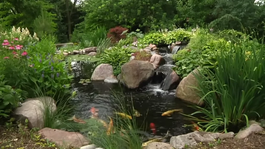 Medium pond Koi and waterfall
