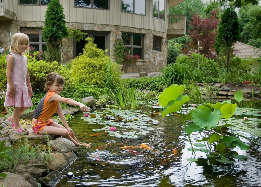 koi fish with people